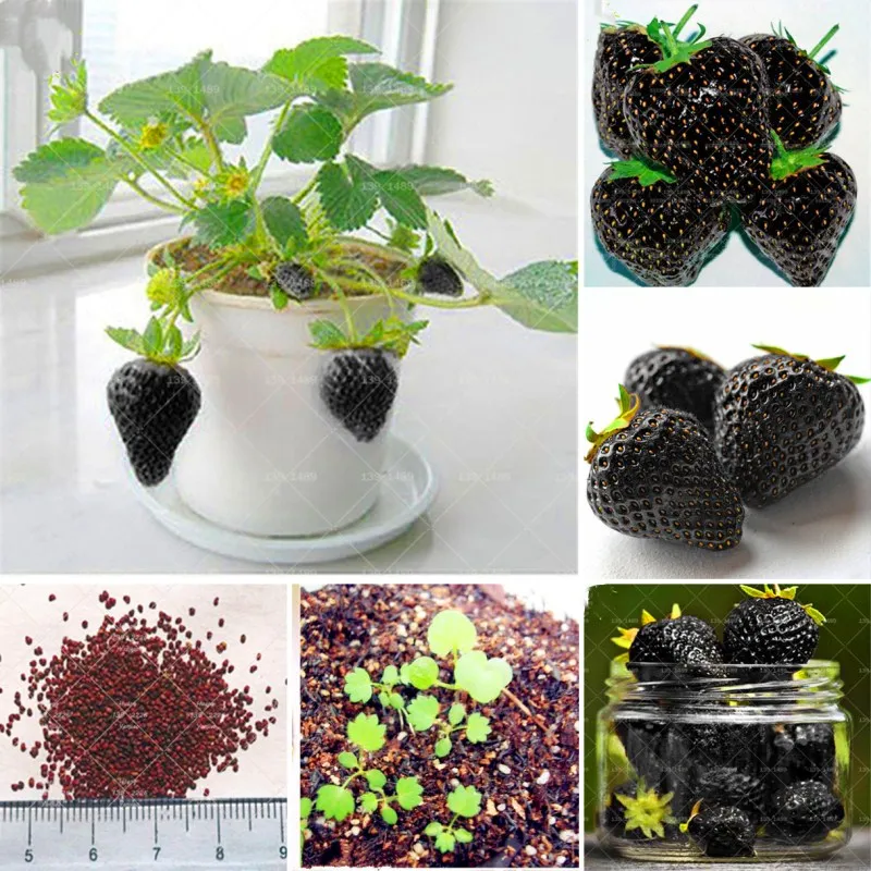 100pcs Fresh Black Strawberry Bonsai Rare Fruit Perennial Indoor Balcony Potted Plants For Home Garden Flower Plants Easy Grow
100pcs Fresh Black Strawberry Bonsai Rare Fruit Perennial Indoor Balcony Potted Plants For Home Garden Flower Plants Easy Grow