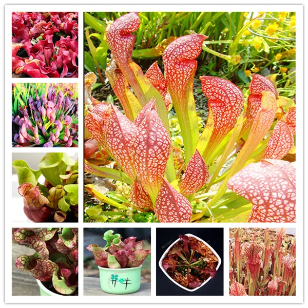 100Pcs/Bag bottle grass bonsai plant Carnivorous plants family garden flower decoration plant potted planting
100Pcs/Bag bottle grass bonsai plant Carnivorous plants family garden flower decoration plant potted planting