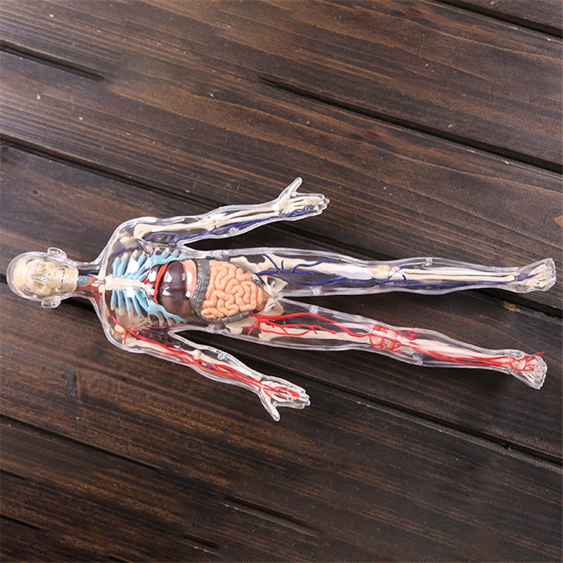 1:6 Whole body transparent human internal organs neurovascular anatomical model medical teaching toys
1:6 Whole body transparent human internal organs neurovascular anatomical model medical teaching toys