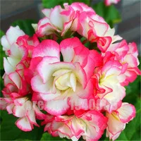 24-Colors-Available-Beautiful-Geranium-Seeds-Perennial-Flower-Seeds-Pelargonium-Peltatum-Seeds-Indoor-Rooms-Easy-to.jpg_200x200