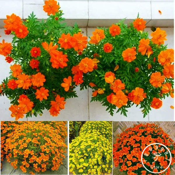 100 Pcs/pack french marigold flores,flowers Plants, Very Beautiful Bonsai Plant for DIY Home & garden,#1I5ZWA
100 Pcs/pack french marigold flores,flowers Plants, Very Beautiful Bonsai Plant for DIY Home & garden,#1I5ZWA