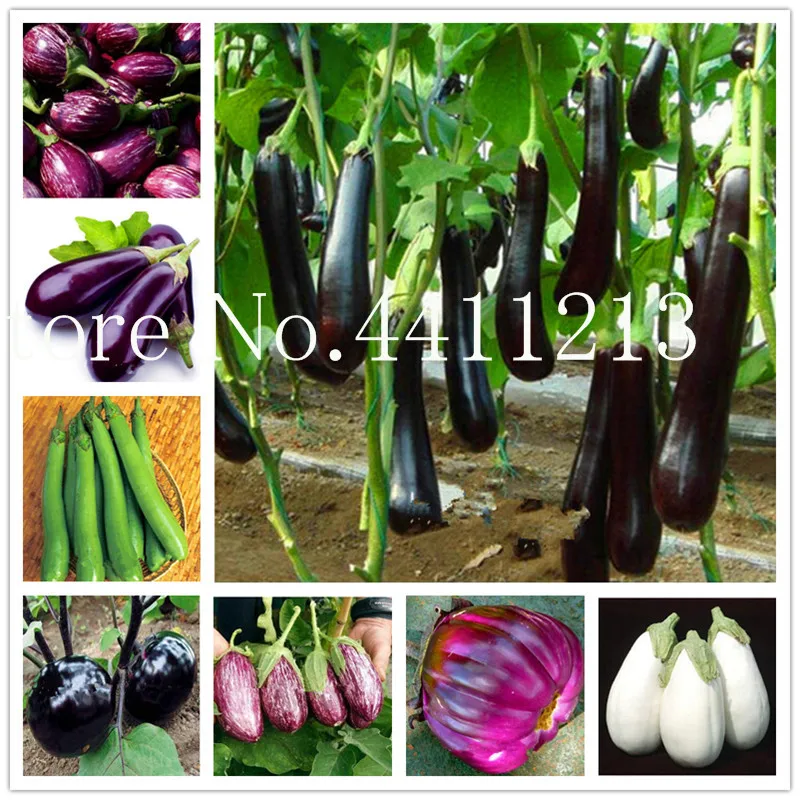 200 pcs Black long eggplant bonsai, big Organic Heirloom plants Vegetables, Flowering Potted Plant Garden for Home Garden
200 pcs Black long eggplant bonsai, big Organic Heirloom plants Vegetables, Flowering Potted Plant Garden for Home Garden