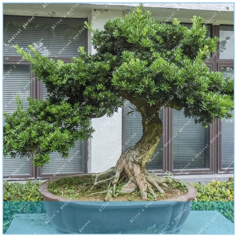 ZLKING 30 Pcs pine Hot sale very easy grow beautiful Yaccatree Tree bansai Podocarpus tree
ZLKING 30 Pcs pine Hot sale very easy grow beautiful Yaccatree Tree bansai Podocarpus tree