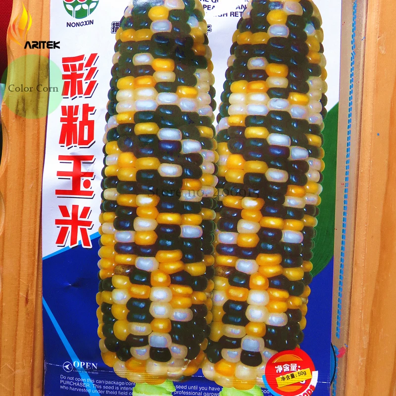 Heirloom Big Haierbin Colorful Sticky Corn Organic Seeds 10+, 100% True  Edible Variety