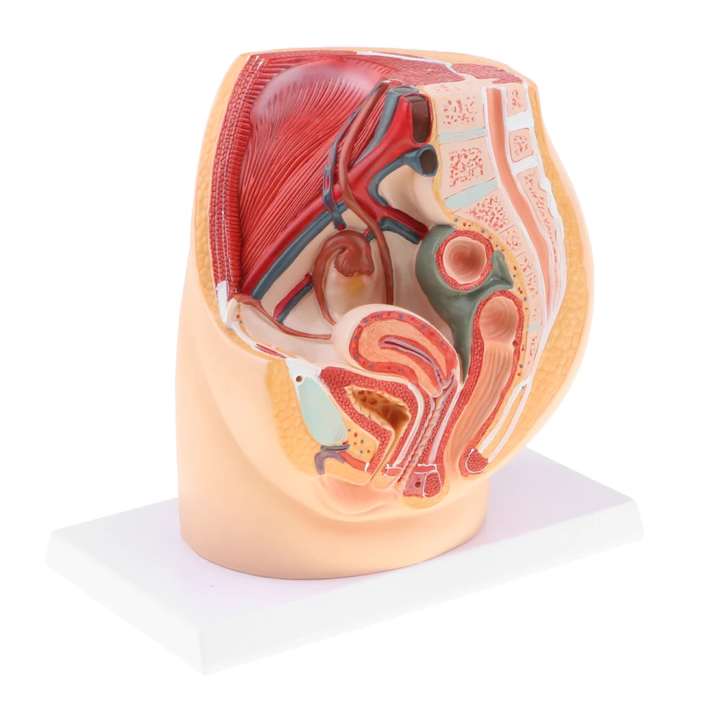 Median Sagittal Section 1:1 Human Female Pelvic & Abdominal Cavity Structure Model Pelvic Muscles Medical Study Lab Supplies