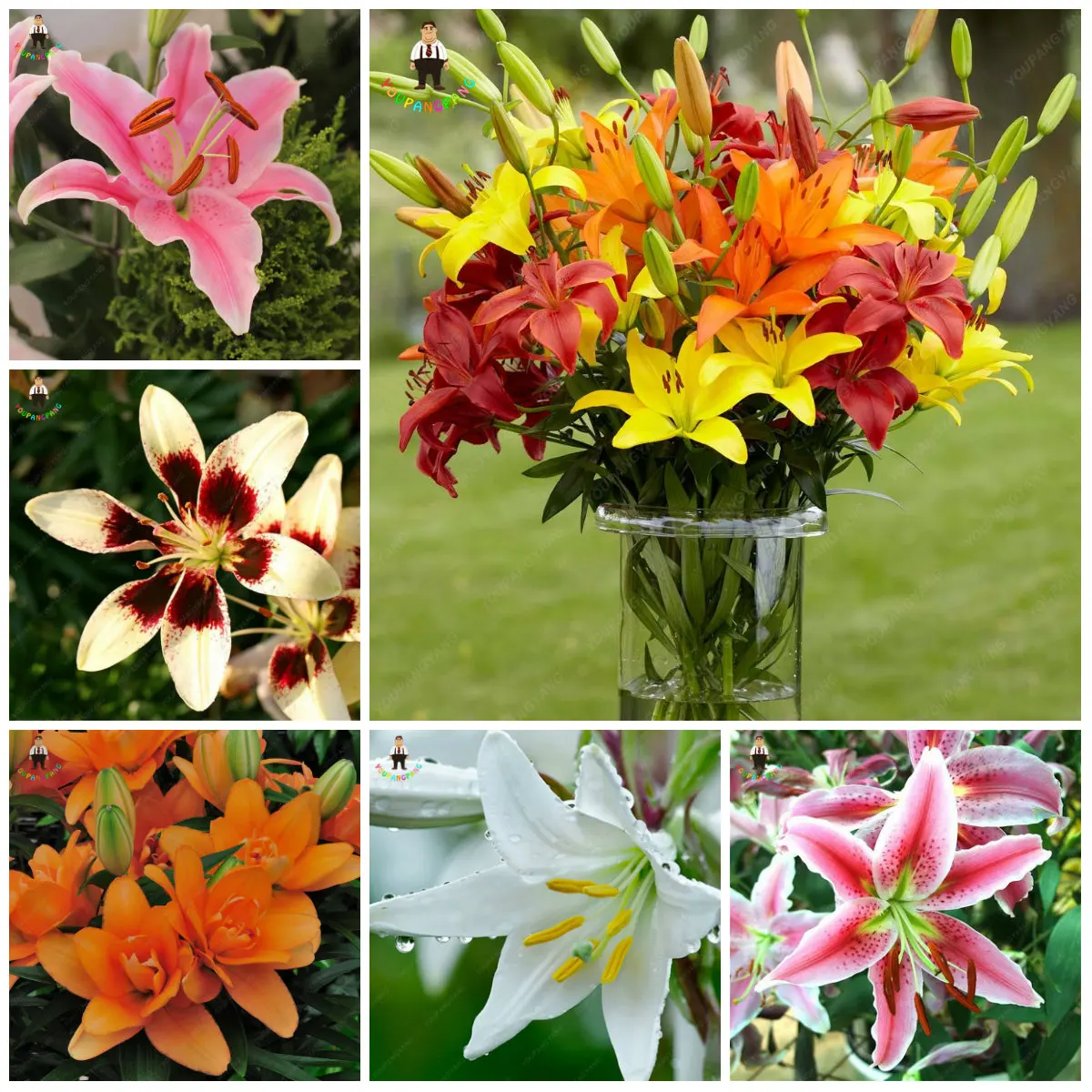 150 Spcs Promotions Colorful Lily Bonsai Rare Plants Flowers Plant Beautiful Flowers For Home & Garden Easy To Grow
150 Spcs Promotions Colorful Lily Bonsai Rare Plants Flowers Plant Beautiful Flowers For Home & Garden Easy To Grow