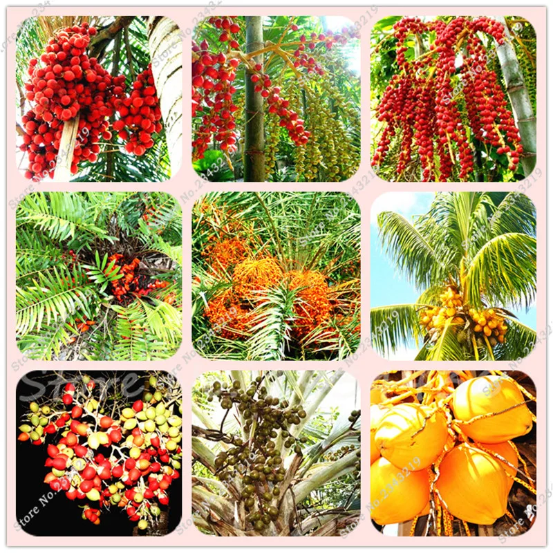 1 Professional Pack, 20 pcs / pack, Date Palm Phoenix Dactylifera Tree Plantas Tropicales Bonsai Tree Plant For Home Garden
1 Professional Pack, 20 pcs / pack, Date Palm Phoenix Dactylifera Tree Plantas Tropicales Bonsai Tree Plant For Home Garden
