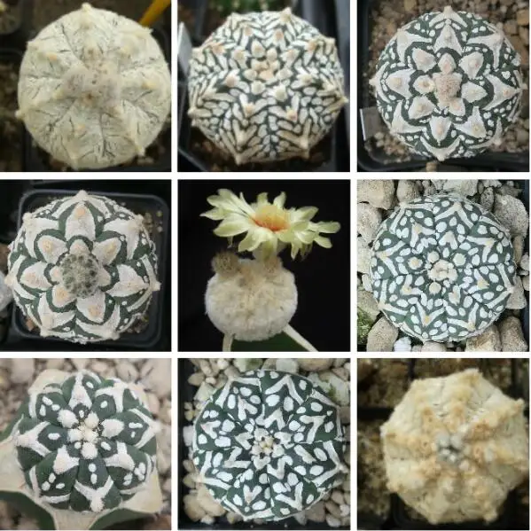 20pcs/bag ball cactus,Astrophytum mixed succulent plant bonsai DIY home garden free shipping
20pcs/bag ball cactus,Astrophytum mixed succulent plant bonsai DIY home garden free shipping