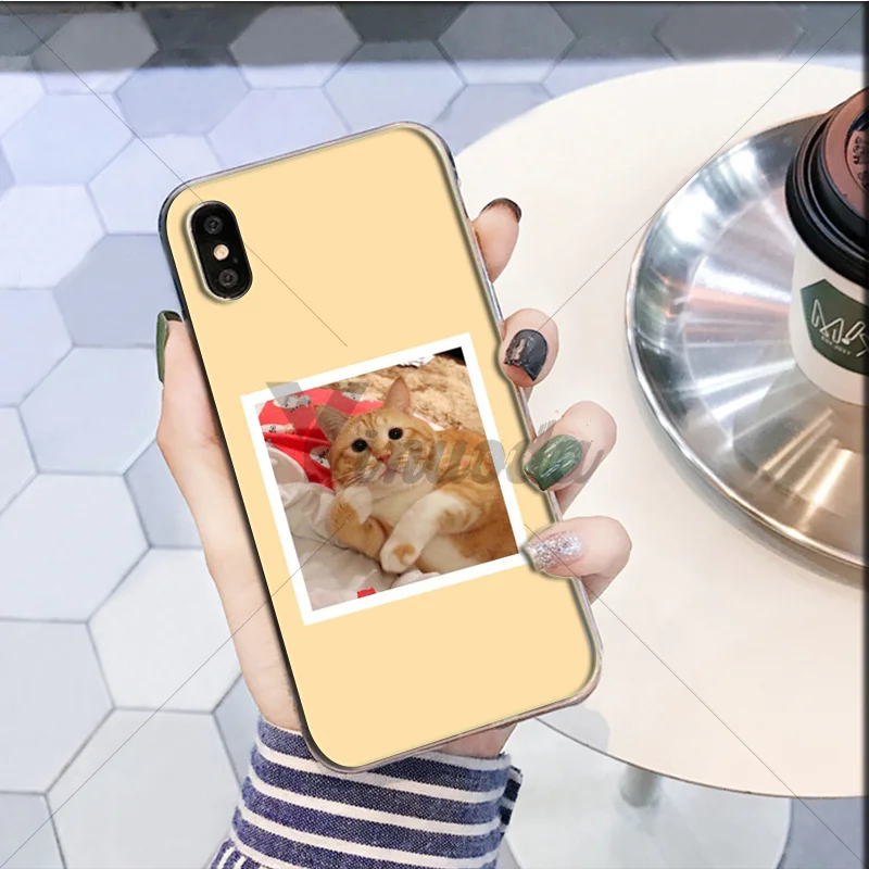 Cute yellow hair cat