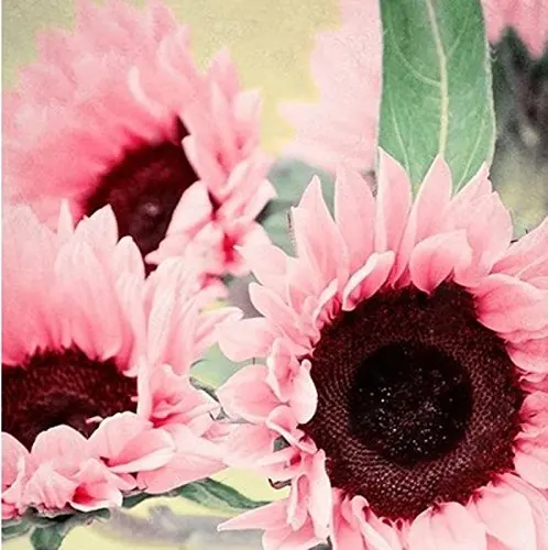 25 Pcs Pink Sunflower Bonsai Ornamental Flower Potted Plants Easy To Grow Helianthus Annuus Bonsai For Garden Balcony Flower
25 Pcs Pink Sunflower Bonsai Ornamental Flower Potted Plants Easy To Grow Helianthus Annuus Bonsai For Garden Balcony Flower