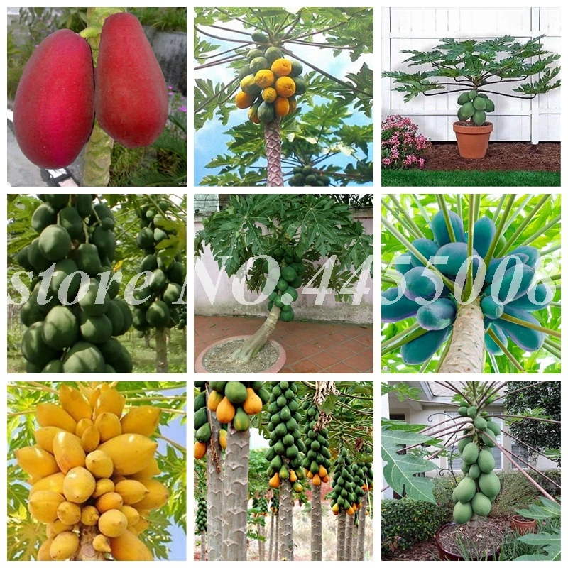 10 pcs/ bag Super Big Maradol Papaya Bonsai Vegetable Fruit Tree Plants Jardin Dwarf Fruit Trees Harden Potted Flower Pot Plant
10 pcs/ bag Super Big Maradol Papaya Bonsai Vegetable Fruit Tree Plants Jardin Dwarf Fruit Trees Harden Potted Flower Pot Plant