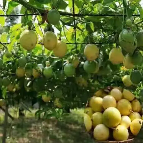 50PCS * 100% Fresh Real " Passiflora edulis Sims " semillas - bonsai fruit plant sementes ( Bai-xiang-guo )
50PCS * 100% Fresh Real " Passiflora edulis Sims " semillas - bonsai fruit plant sementes ( Bai-xiang-guo )