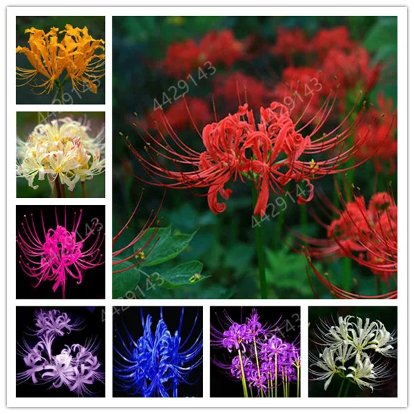 100 Mixed Color Lycoris Flower Plant Manjusaka flower Bonsai Semillas Tropical Rhizome Flores plants for Home Garden
100 Mixed Color Lycoris Flower Plant Manjusaka flower Bonsai Semillas Tropical Rhizome Flores plants for Home Garden