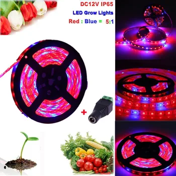 Led Grow Light 1M-5M 5050 LED Strip Grow Light Spectrum Aquarium Indoor Hydroponic Plant Lamp Not including DC 12V Power Supply
Led Grow Light 1M-5M 5050 LED Strip Grow Light Spectrum Aquarium Indoor Hydroponic Plant Lamp Not including DC 12V Power Supply