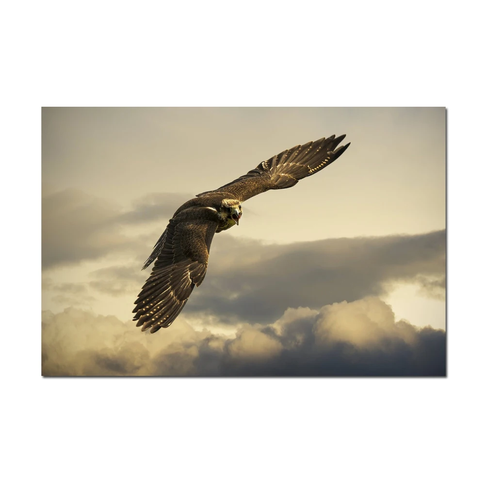 Canvas Prints Eagle flying Above The Cloud Soaring into Sky Bird Picture Print On Canvas Poster For Home Decor Unframed
Canvas Prints Eagle flying Above The Cloud Soaring into Sky Bird Picture Print On Canvas Poster For Home Decor Unframed