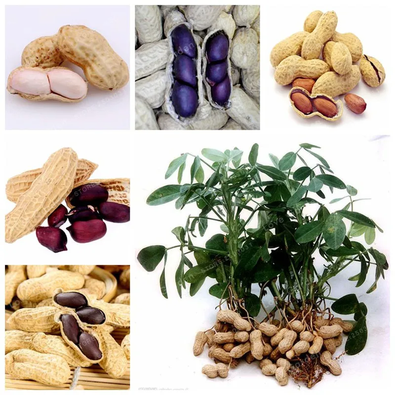 10 Pcs Arachis Hypogaea Bonsai Red Black Organic Rare Heirloom Peanut Plant Bonsai Organic Vegetable Bonsai For Home Garden
10 Pcs Arachis Hypogaea Bonsai Red Black Organic Rare Heirloom Peanut Plant Bonsai Organic Vegetable Bonsai For Home Garden