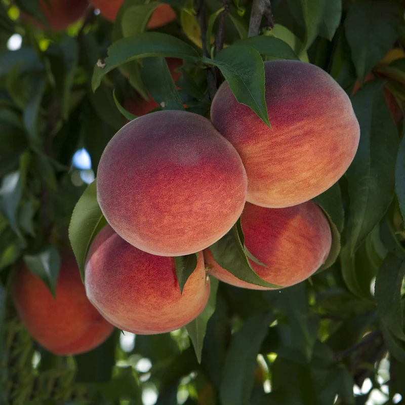 ZLKING 25PCS Natural Organic Peach Bonsai Delicious Plant Fruits for Planting in the Garden Authentic Hot Sale
ZLKING 25PCS Natural Organic Peach Bonsai Delicious Plant Fruits for Planting in the Garden Authentic Hot Sale