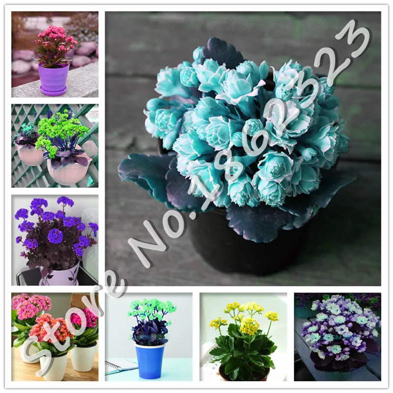 100 Pcs Winter Pot Kalanchoe Bonsai Longevity Flower Potted Plants Planting Seasons Flowering Plants Plants For Garden Decor
100 Pcs Winter Pot Kalanchoe Bonsai Longevity Flower Potted Plants Planting Seasons Flowering Plants Plants For Garden Decor