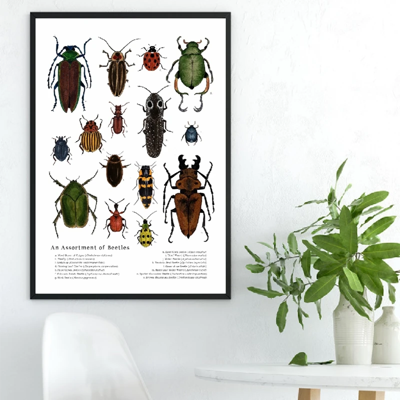 Assortment Of Beetles Print