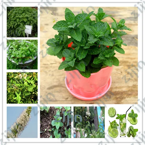 100pcs Rare Vegetable Mint Bonsai Peppermint Spearmint plants Field Mint Catnip De Flores Home Garden Adornment
100pcs Rare Vegetable Mint Bonsai Peppermint Spearmint plants Field Mint Catnip De Flores Home Garden Adornment