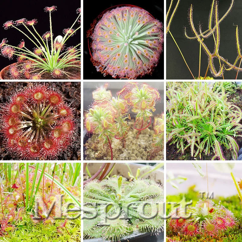 New !Unique Garden 100 Pcs Carnivorous Plants,Rare Venus Fly Trap Dionaea Muscipula Plants Insect Catching Diy Sundew Flores
New !Unique Garden 100 Pcs Carnivorous Plants,Rare Venus Fly Trap Dionaea Muscipula Plants Insect Catching Diy Sundew Flores