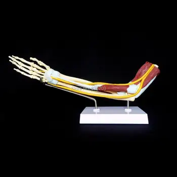 Life size human skin section Anatomical Advanced Muscled Elbow Joint Model Arm Skeleton Anatomical Study Display Magnified
Life size human skin section Anatomical Advanced Muscled Elbow Joint Model Arm Skeleton Anatomical Study Display Magnified