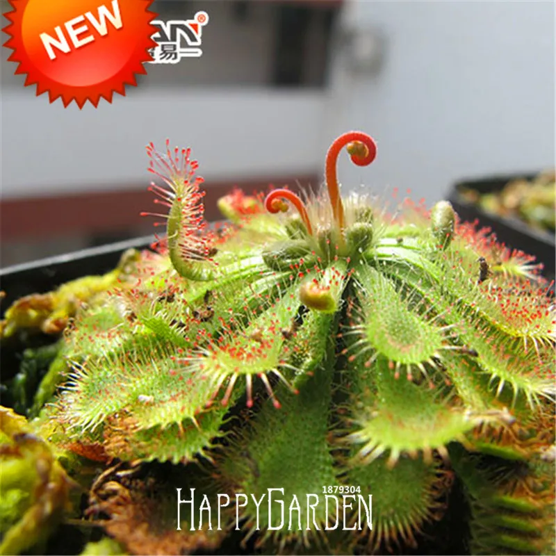 Loss Promotion!Drosera Peltata garden, Balcony Potted Carnivorous Plants Bonsai Plant Disc Sundew flores 100 Pcs / Bag,#23PQ97
Loss Promotion!Drosera Peltata garden, Balcony Potted Carnivorous Plants Bonsai Plant Disc Sundew flores 100 Pcs / Bag,#23PQ97