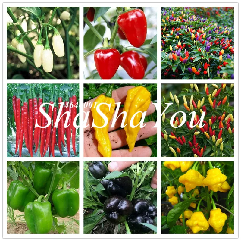 

100 Pcs Brazilian Cherry Chili Hot Pepper Bonsai Organic Delicious Vegetables Carolina Reaper Hot Chilli Bonsai Outdoor Plant