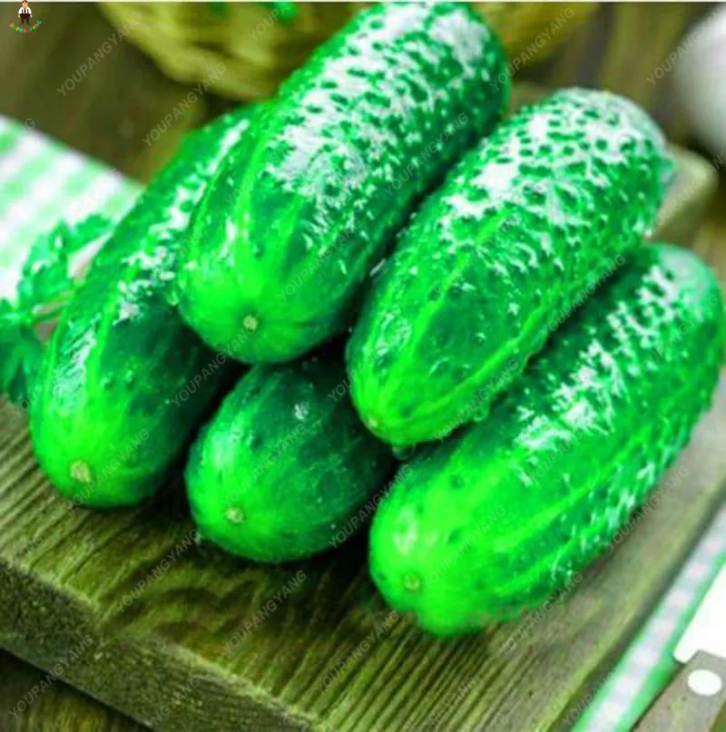 100Pcs Bonsai Cucumber Delicious Vegetable plants for Home Garden Supplies Outdoor Potted Plantas Free Shipping
100Pcs Bonsai Cucumber Delicious Vegetable plants for Home Garden Supplies Outdoor Potted Plantas Free Shipping