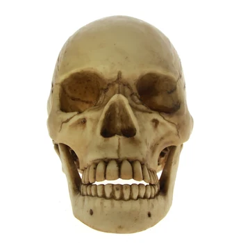 Halloween Horror Life Size 1:1 Dead Skull With Moving Jaw Skeleton Cranmiun Head with Movable Mandible Skull Cranium Sculpture
Halloween Horror Life Size 1:1 Dead Skull With Moving Jaw Skeleton Cranmiun Head with Movable Mandible Skull Cranium Sculpture