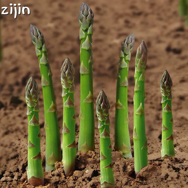 100Pcs Asparagus Organic Heirloom Rare Green Vegetable Perennial Garden small luck Bamboo home plant flower pot planters
100Pcs Asparagus Organic Heirloom Rare Green Vegetable Perennial Garden small luck Bamboo home plant flower pot planters