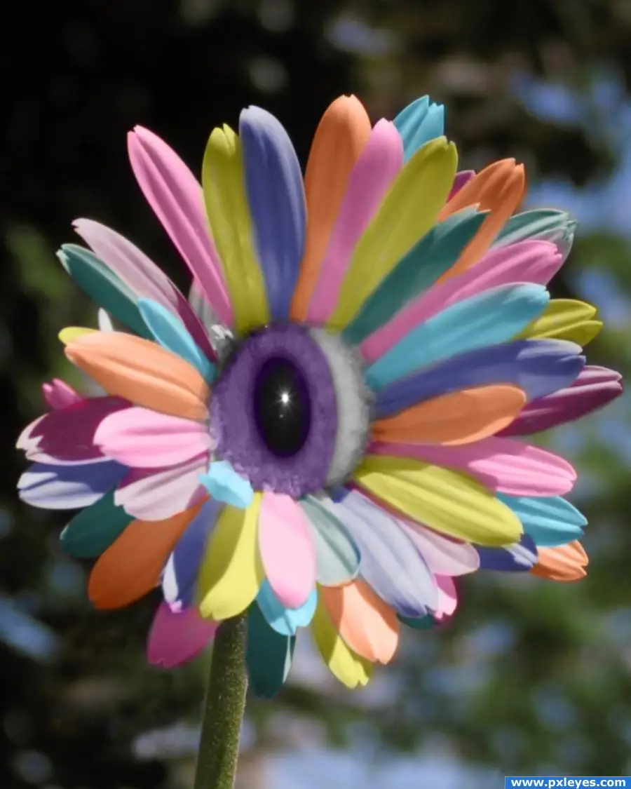 100/bag Rainbow Chrysanthemum Flower , rare color ,new arrival DIY Home Garden flower plant
100/bag Rainbow Chrysanthemum Flower , rare color ,new arrival DIY Home Garden flower plant
