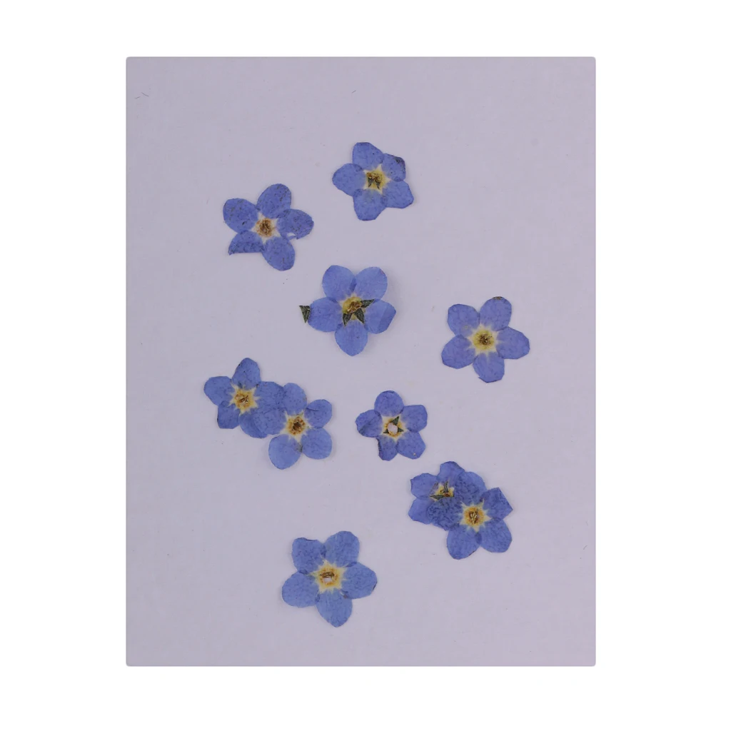 30 Pieces Natural Forget-me-not Real Dried Flowers Embellishments Nail Art Accessories for DIY Phone Case Resin Ornament