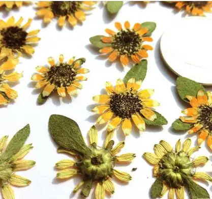 10pcs/lot Calendula Officinalis Plains Coreopsis Small Dried Flower Preserved Flowers for diy soap card Candle Making
10pcs/lot Calendula Officinalis Plains Coreopsis Small Dried Flower Preserved Flowers for diy soap card Candle Making