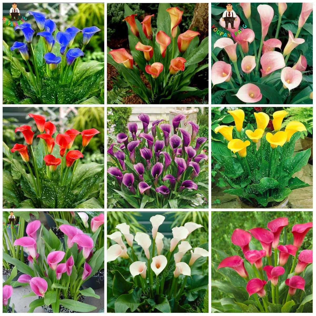 200pcs Rose Purple Calla Lily bonsai Potted Balcony Calla Lily Radiation Absorption Semenatsvety Garden Perennial Flower plants
200pcs Rose Purple Calla Lily bonsai Potted Balcony Calla Lily Radiation Absorption Semenatsvety Garden Perennial Flower plants