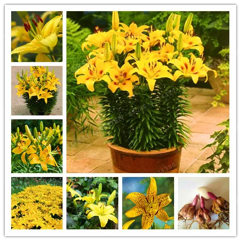 2 Bulbs 100% True Yellow Lily Bulbs (Bonsai) Flower Indoor Plant Radiation Absorption Natural Growth Bonsai Flower
2 Bulbs 100% True Yellow Lily Bulbs (Bonsai) Flower Indoor Plant Radiation Absorption Natural Growth Bonsai Flower