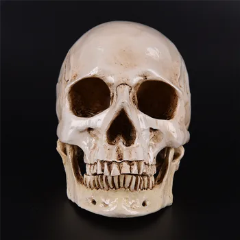 Human Eagle Statue Sculpture Resin Skeleton Head Replica Medical Model Lifesize 1:1 Halloween Home Decor Decorative Craft Skull
Human Eagle Statue Sculpture Resin Skeleton Head Replica Medical Model Lifesize 1:1 Halloween Home Decor Decorative Craft Skull