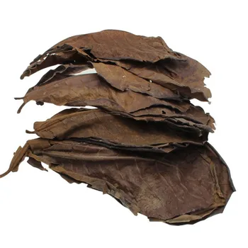 New 50pcs Grade A Natural Terminalia Catappa Foetida Leaves Island Almond Leaf Fish Cleaning/Treatment Aquarium Tank Cleaning
New 50pcs Grade A Natural Terminalia Catappa Foetida Leaves Island Almond Leaf Fish Cleaning/Treatment Aquarium Tank Cleaning
