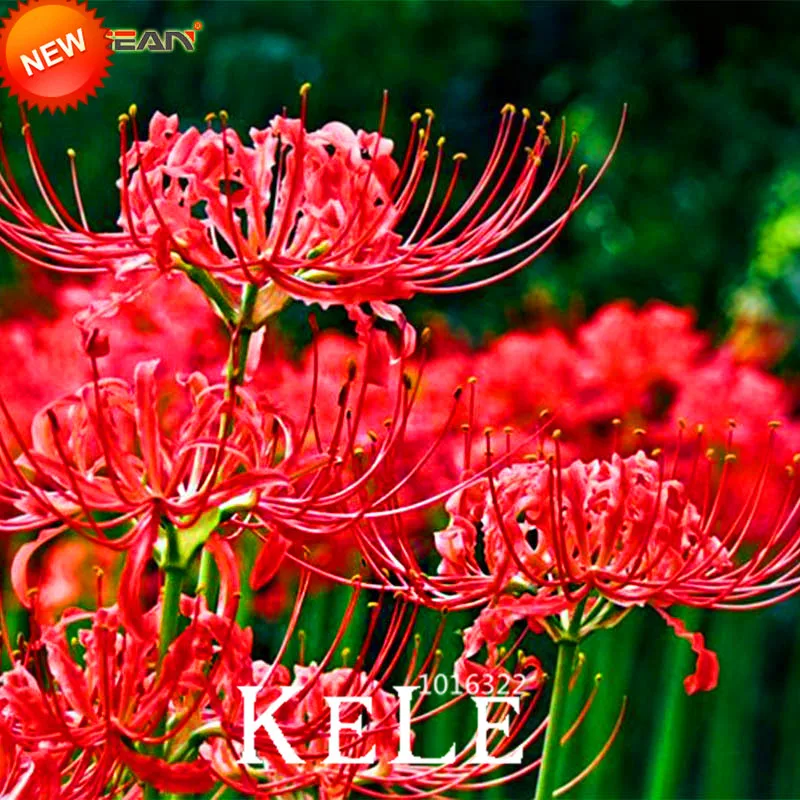 Big Sale!100 PCS/Bag Red Lycoris Bonsai Potted Plant Lycoris Radiata Flower Plants Perennial Planting,#LCA6SH
Big Sale!100 PCS/Bag Red Lycoris Bonsai Potted Plant Lycoris Radiata Flower Plants Perennial Planting,#LCA6SH