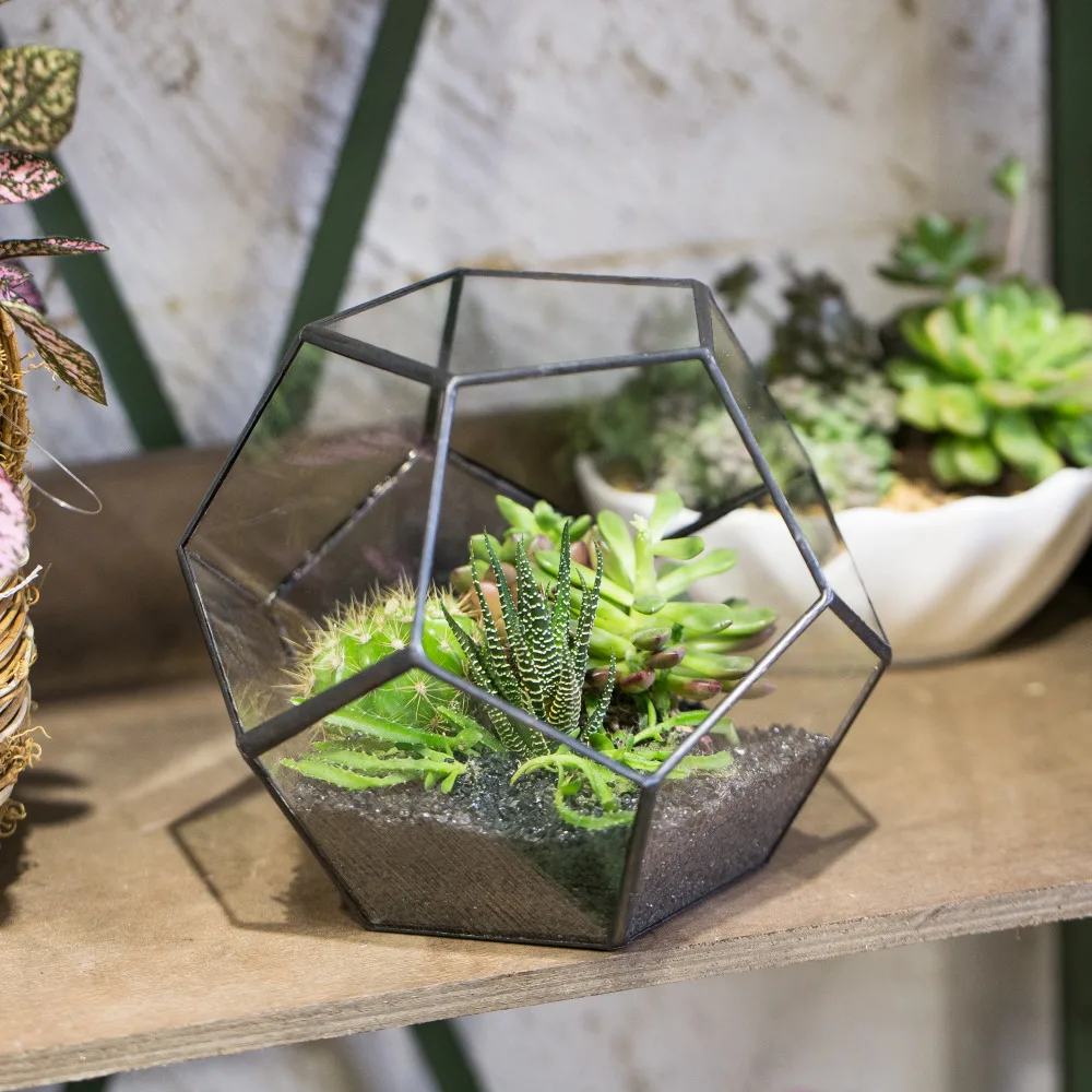 Tabletop Geometric Pentagon Ball Globe Shape Open Glass Terrarium Box Fern Moss Succulent Plants Container Planter Flower Pots
Tabletop Geometric Pentagon Ball Globe Shape Open Glass Terrarium Box Fern Moss Succulent Plants Container Planter Flower Pots