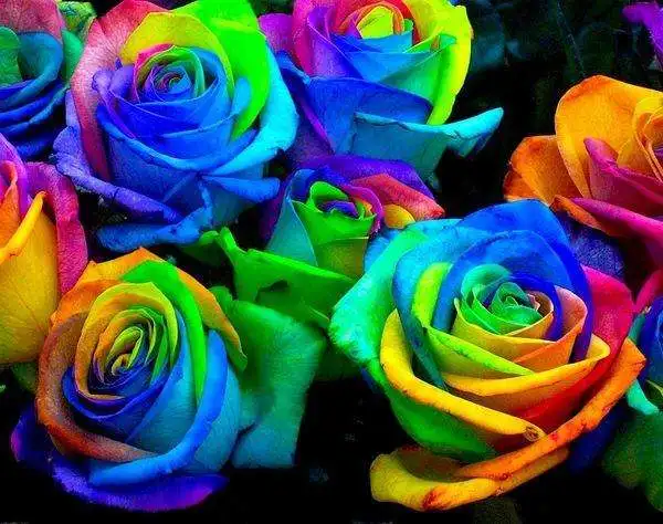 200pcs/bag Bonsai rainbow Rose rare Colorful roses variety beautiful seven-color roses for home garden potted plants planting
200pcs/bag Bonsai rainbow Rose rare Colorful roses variety beautiful seven-color roses for home garden potted plants planting