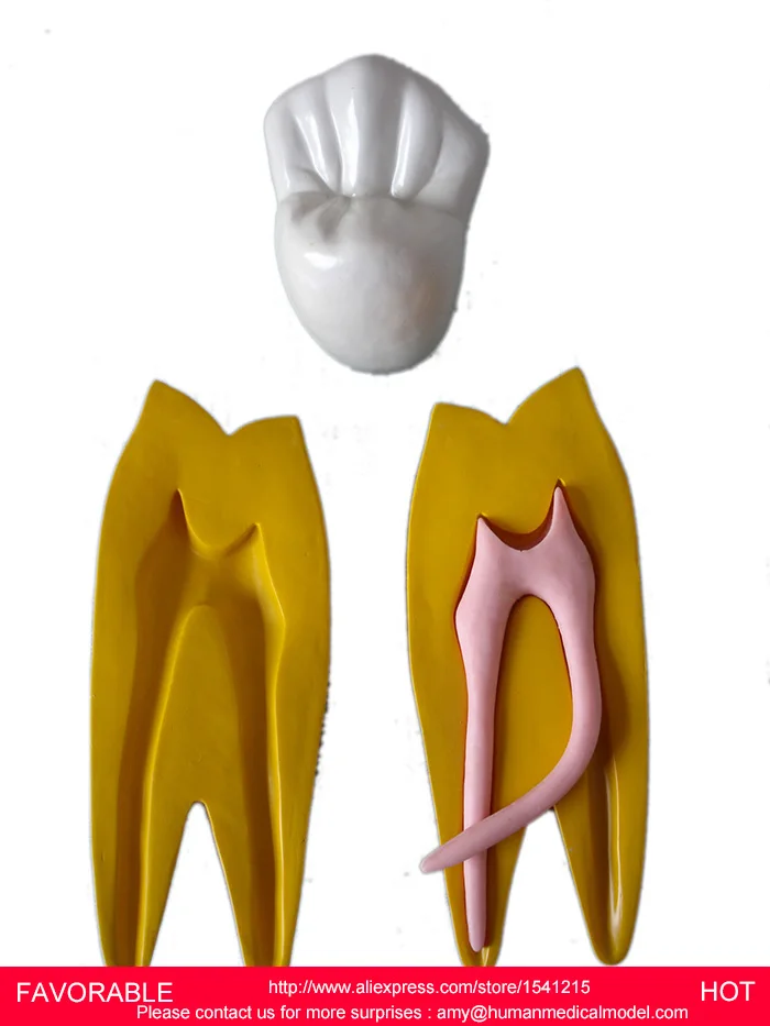 DENTURES DENTAL TEACHING MODEL TOOTH MODEL DENTAL TEETH ,DECOMPOSITION MODEL OF 15 TIMES LARGER PERMANENT TEETH-GASEN-DEN026
DENTURES DENTAL TEACHING MODEL TOOTH MODEL DENTAL TEETH ,DECOMPOSITION MODEL OF 15 TIMES LARGER PERMANENT TEETH-GASEN-DEN026