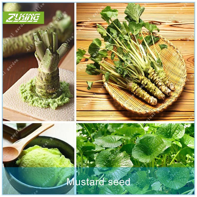 200PCS Mustard Vegetable Bonsai Plants For Home Garden Fast Growing Plant Fast Growing Plant
200PCS Mustard Vegetable Bonsai Plants For Home Garden Fast Growing Plant Fast Growing Plant