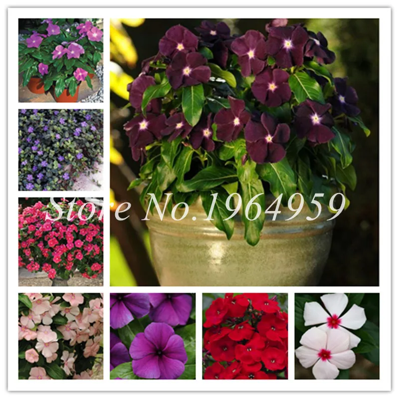 100 Pcs Exotic Periwinkle Bonsai Flower Mix Vinca Cover Behind House Jardin Blooming Flower Bonsai Light Up Your Personal Garden
100 Pcs Exotic Periwinkle Bonsai Flower Mix Vinca Cover Behind House Jardin Blooming Flower Bonsai Light Up Your Personal Garden