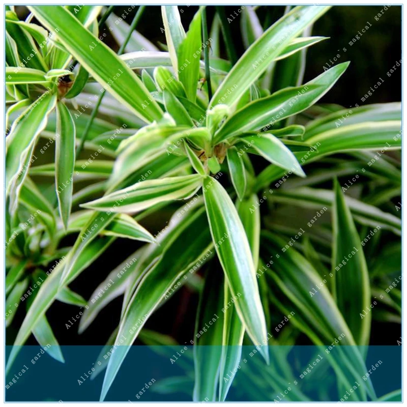 ZLKING 100pcs Chlorophytum Comosum Greenery home and garden decoration plant easy to grow
ZLKING 100pcs Chlorophytum Comosum Greenery home and garden decoration plant easy to grow