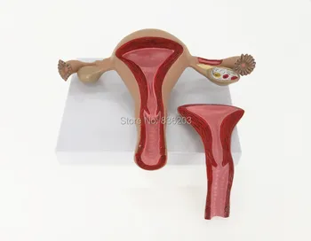 Anatomical Uterine Structure Anatomical Model Reproductive system Anatomical anatomy skeleton veterinary brain anatomia skull
Anatomical Uterine Structure Anatomical Model Reproductive system Anatomical anatomy skeleton veterinary brain anatomia skull