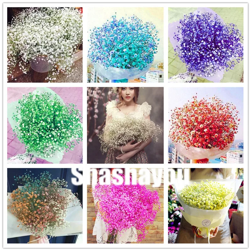 100 pcs Gypsophila Paniculata bonsai,Perennial Garden Flower Plants,Bonsai Plant for Outdoor,Small,Medium and Large
100 pcs Gypsophila Paniculata bonsai,Perennial Garden Flower Plants,Bonsai Plant for Outdoor,Small,Medium and Large