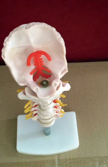 cervical vertebra human cervical spine with neck artery occipital cervical disc and nerve orthopedic bone skeleton model
cervical vertebra human cervical spine with neck artery occipital cervical disc and nerve orthopedic bone skeleton model
