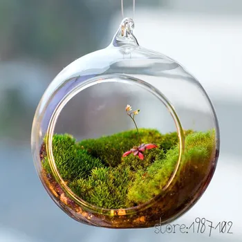 12pcs Ball Clear Hanging Glass Globe Shape Vase Flower Plants Terrarium Vase Container Micro Landscape DIY Wedding Home Decor
12pcs Ball Clear Hanging Glass Globe Shape Vase Flower Plants Terrarium Vase Container Micro Landscape DIY Wedding Home Decor