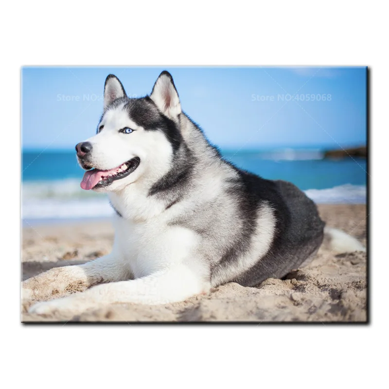 DIY Diamond Embroidery Animal 5D Diamond Painting Cross Stitch Husky dog Full Square Pictures Of Rhinestones Mosaic B1012
DIY Diamond Embroidery Animal 5D Diamond Painting Cross Stitch Husky dog Full Square Pictures Of Rhinestones Mosaic B1012